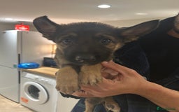 German Shepherd dogs for sale: Blue line German Shepherd’s - Ready today!  - Advert 26