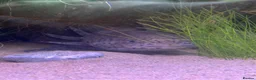 Axolotl reptiles for sale: Axolotl Eggs - Advert 6