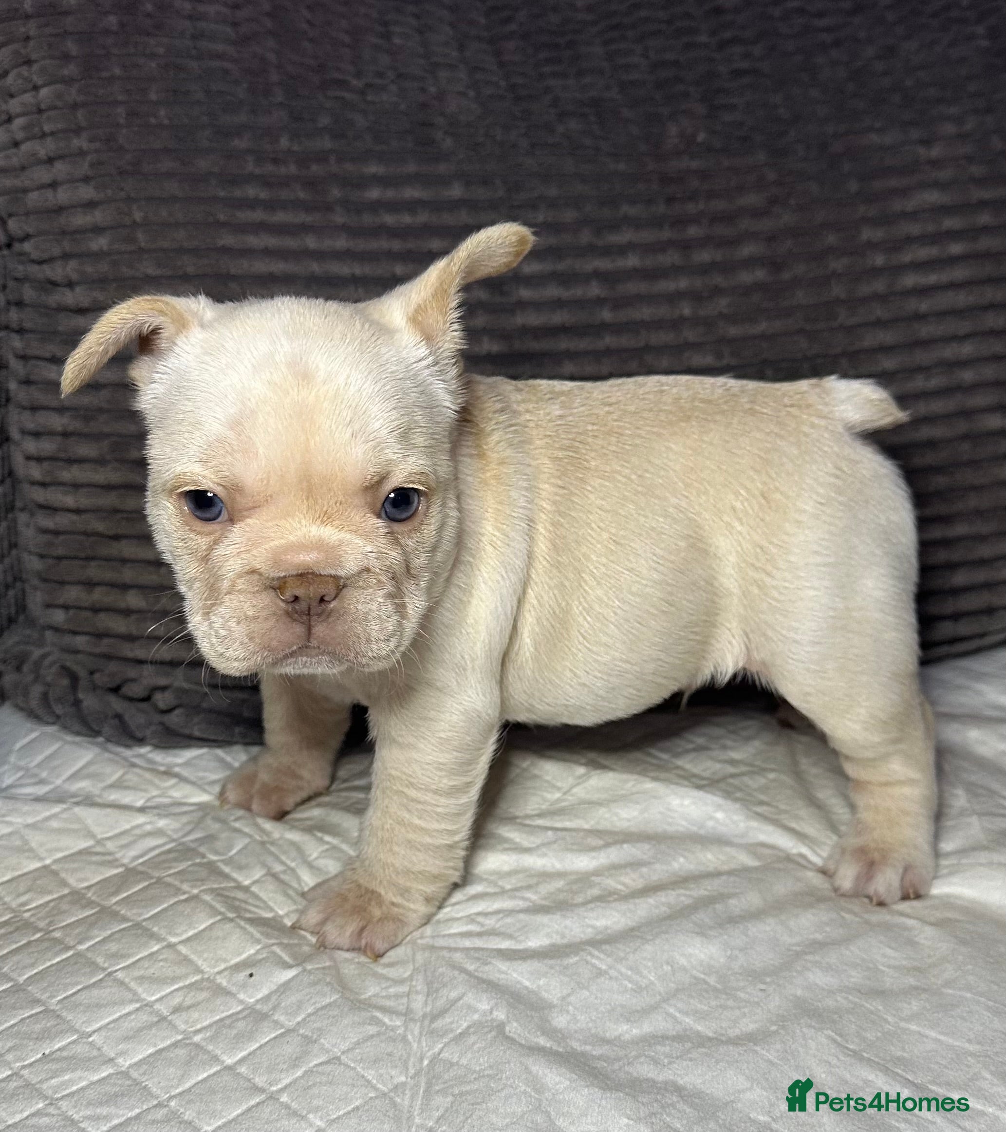French Bulldog dogs French bulldog puppies Ready Now! - Advert 4