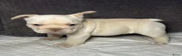 French Bulldog dogs for sale: French bulldog puppies Ready Now! - Advert 12