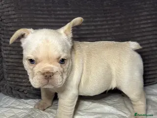 French Bulldog dogs French bulldog puppies Ready Now! - Advert 4