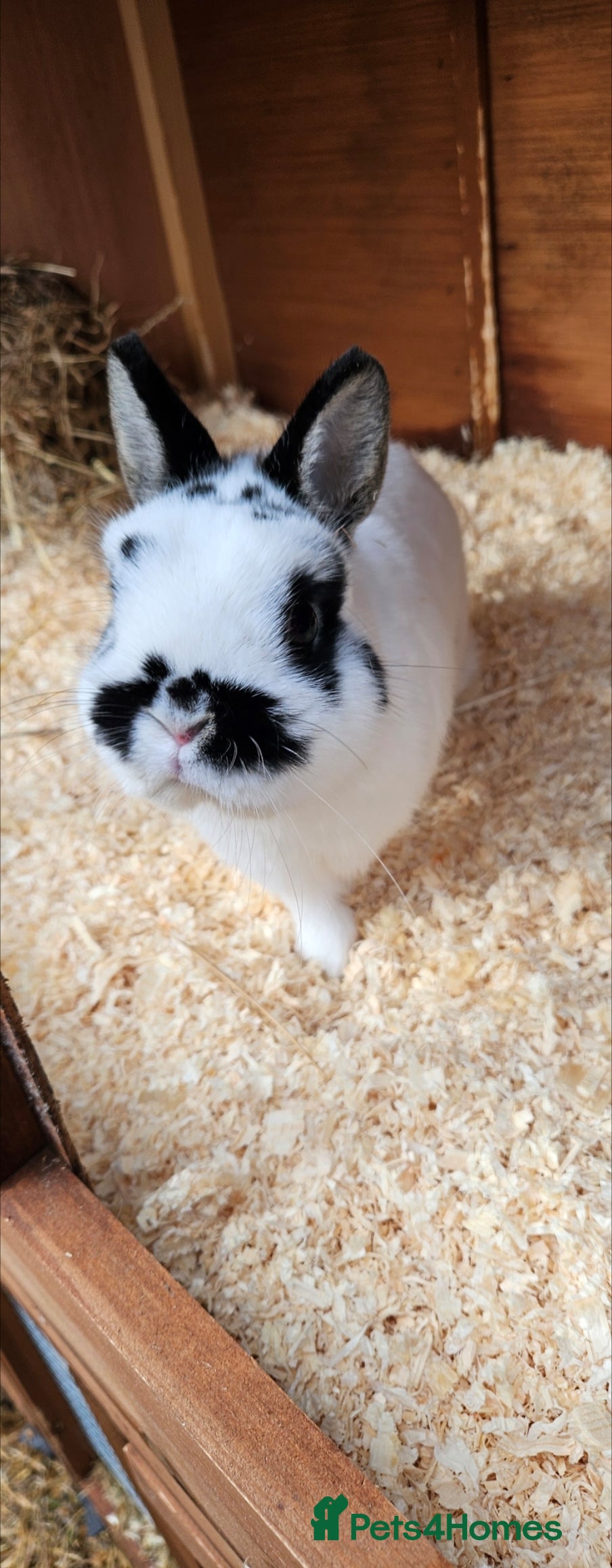 Netherland Dwarf rabbits READY TO LEAVE Netherland dwarf   - Advert 10