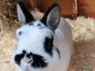 Netherland Dwarf rabbits READY TO LEAVE Netherland dwarf - Advert 10