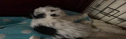 Morkie dogs for sale: Mini Morkie - Advert 7