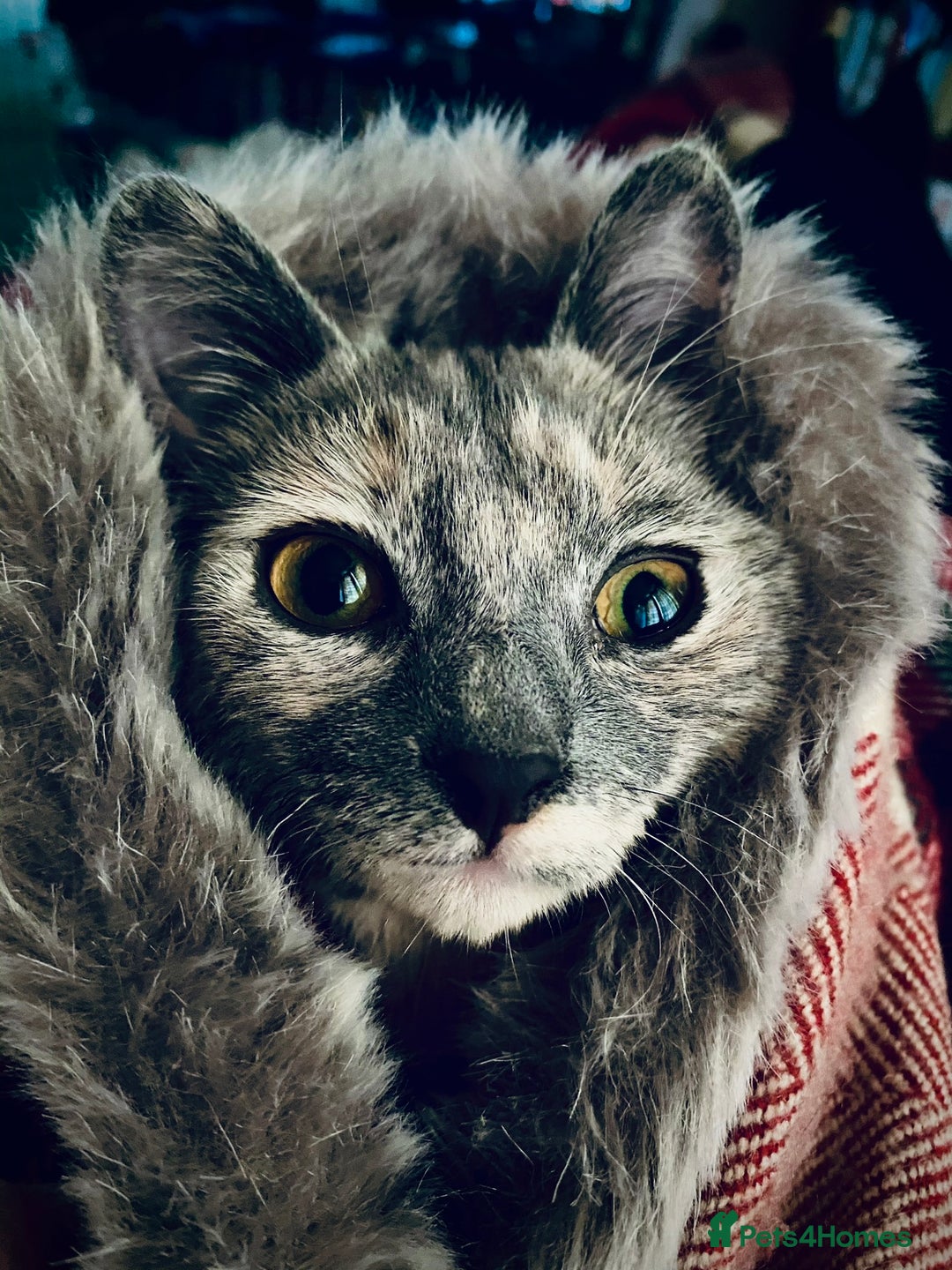 Mixed Breed cats for sale: Beautiful Layla needs a new family - Advert 19