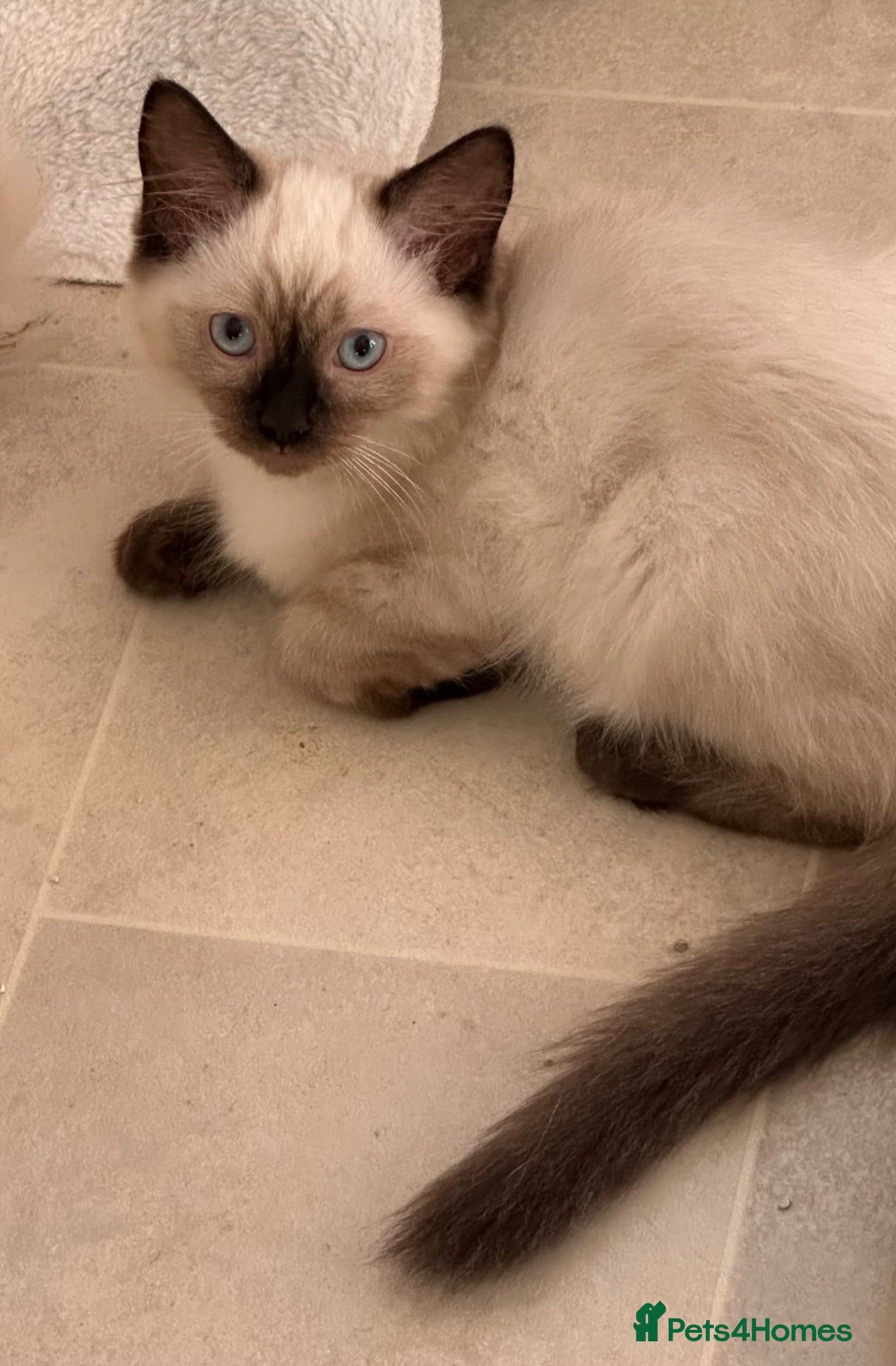 Ragdoll cats Chocolate Sealpoint Ragdolls £475 - Advert 18