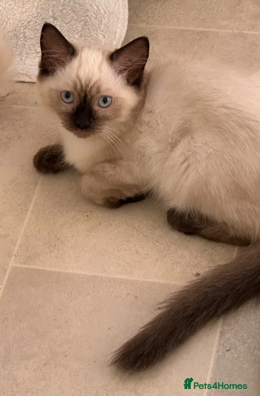 Ragdoll cats for sale: Chocolate Sealpoint Ragdolls £475 - Advert 1