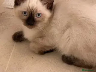 Ragdoll cats Chocolate Sealpoint Ragdolls £475 - Advert 18