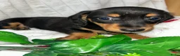 Miniature Dachshund dogs for sale: Miniature dachshund  - Advert 9