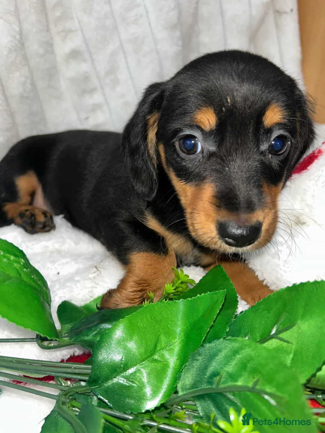 Miniature Dachshund dogs for sale: Miniature dachshund  - Advert 9