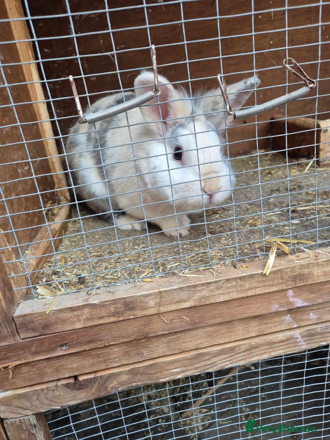 English Lop rabbits for sale: Two Rabbits, unneutured - Image 1