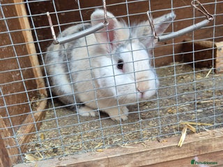 English Lop rabbits - Advert 23