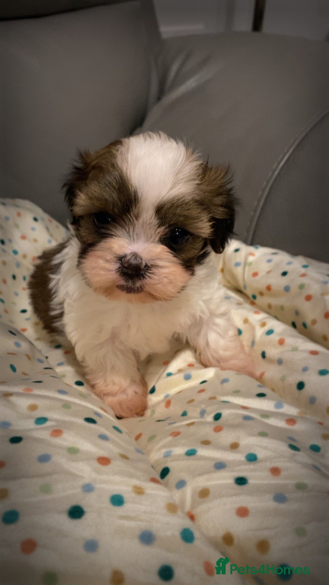 Shihpoo dogs for sale: 2 beautiful girl Shi poo puppies  - Advert 11