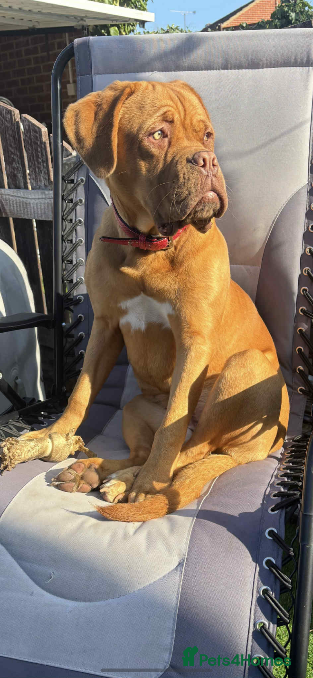 Dogue De Bordeaux dogs for sale: 8 month old Dogue de Bordauex  - Advert 2