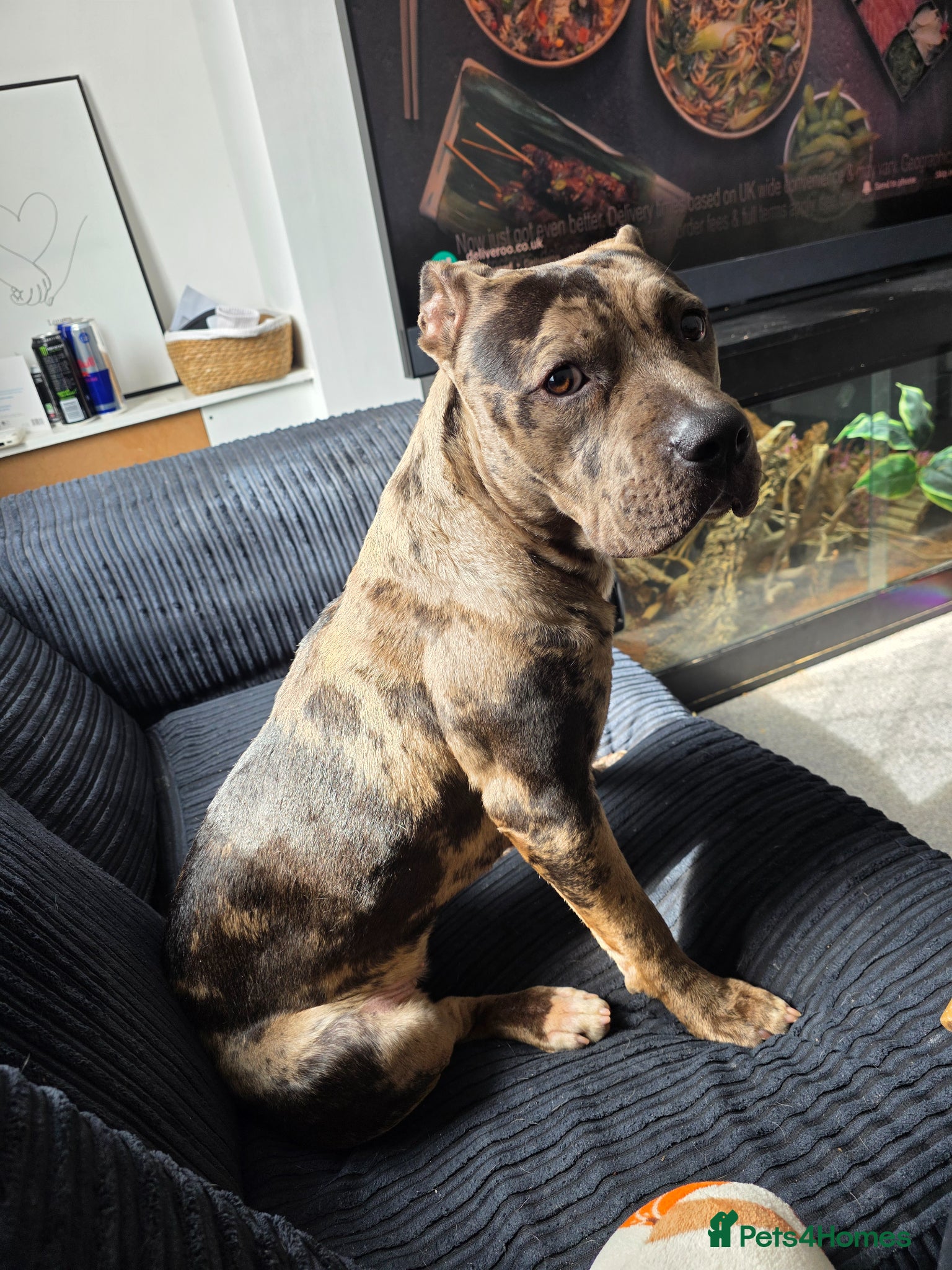 American Bulldog dogs Female American Bulldog 8 Months Old - Advert 4