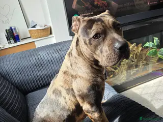 American Bulldog dogs Female American Bulldog 8 Months Old - Advert 4