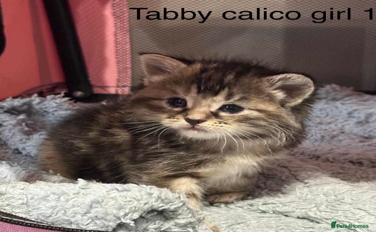 American Shorthair cats - Advert 1