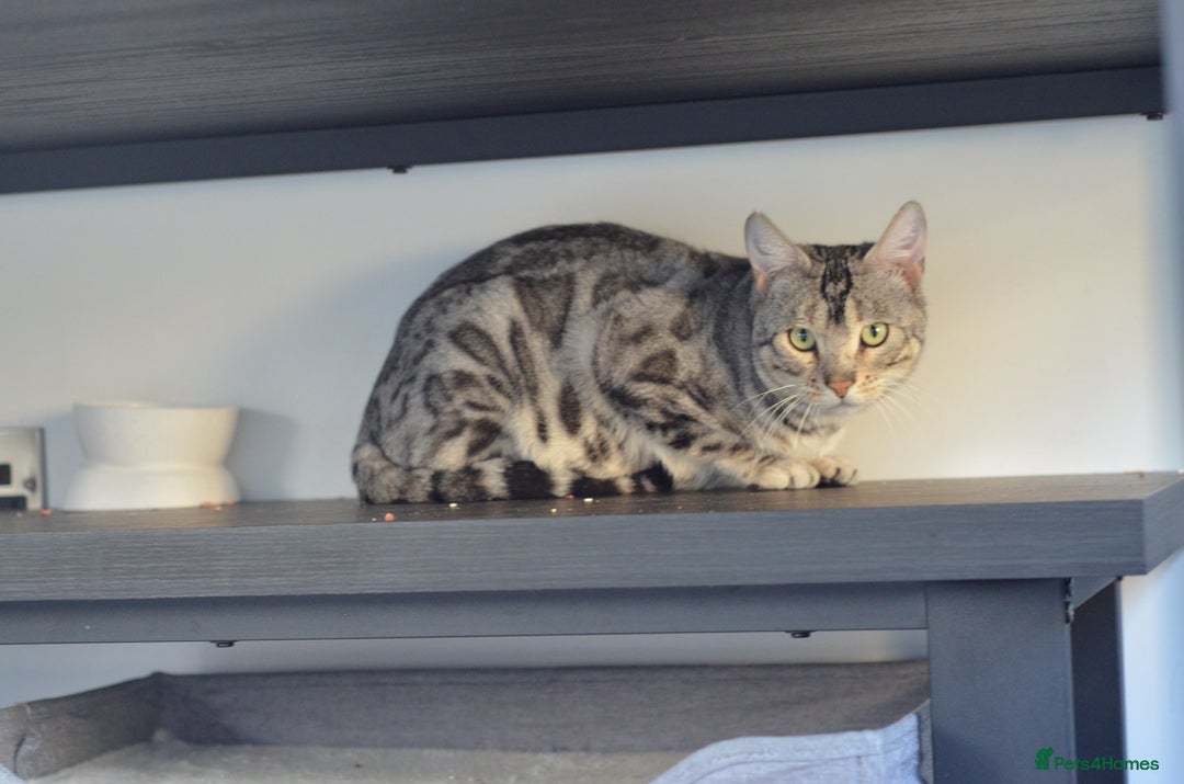Bengal cats for stud: ☁️SILVER BENGAL STUD☁️  - Advert 2
