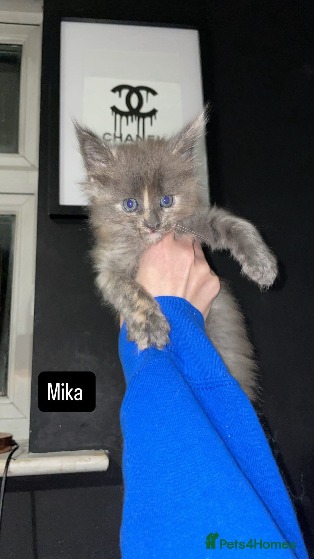 Maine Coon cats for sale: Last female Maine coon kitten available  - Advert 3