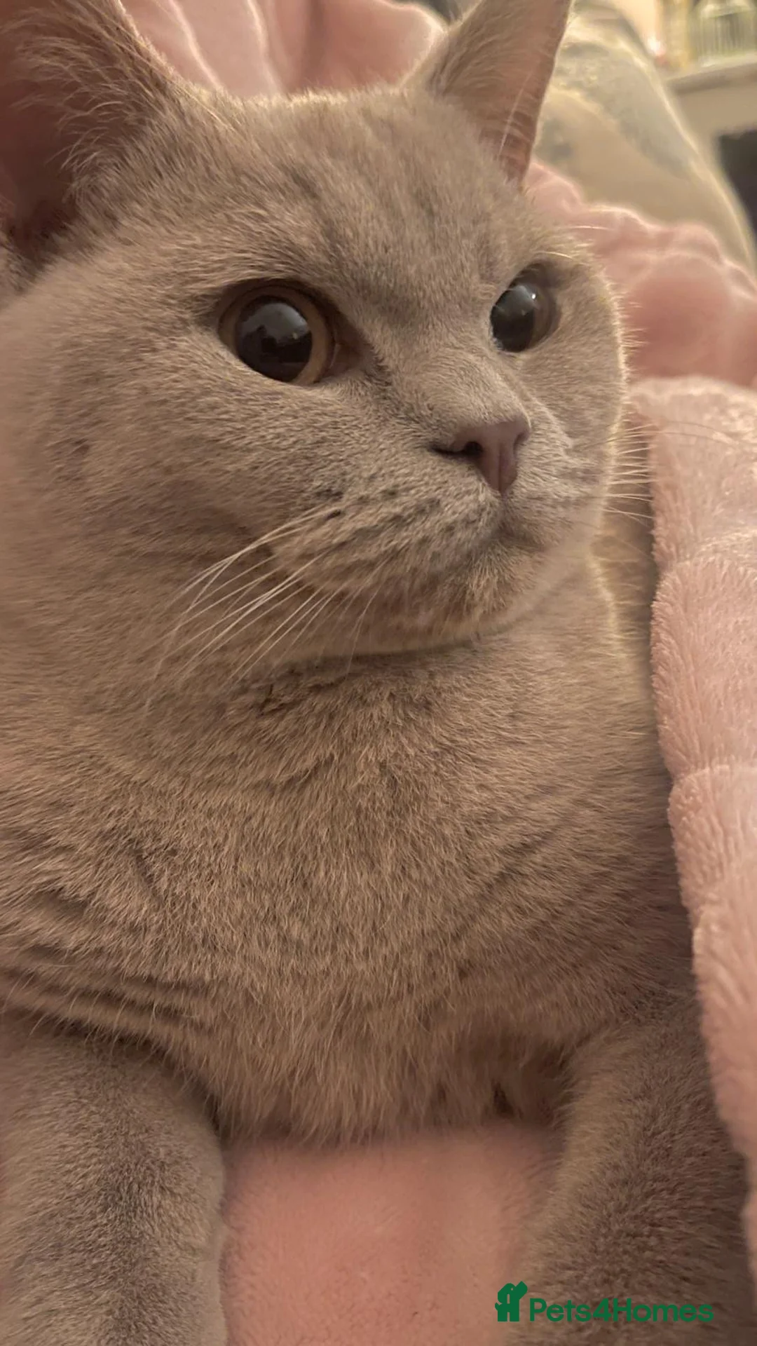 British Shorthair cats for sale: British Shorthair Adult Male - Advert 2