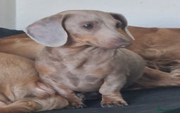 Miniature Dachshund dogs for stud: Miniature dachshund for stud!  in Nottingham - Image 7
