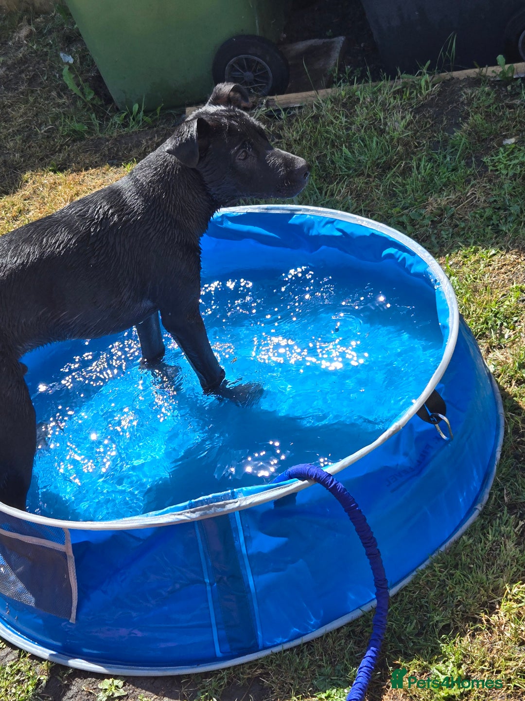 Mixed Breed dogs for sale: 7 month old male  - Image 1