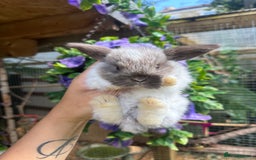 Mini Lop rabbits for sale: Cutest Baby Mini Lop Bunny’s  - Image 13