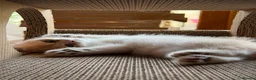British Shorthair cats for sale: The Tik Tok Party kittens  in Holsworthy - Advert 8