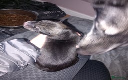 Siberian Husky dogs for sale: Husky  - Image 8