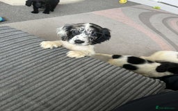 Cocker Spaniel dogs for sale: Last boy remaining  - Image 4