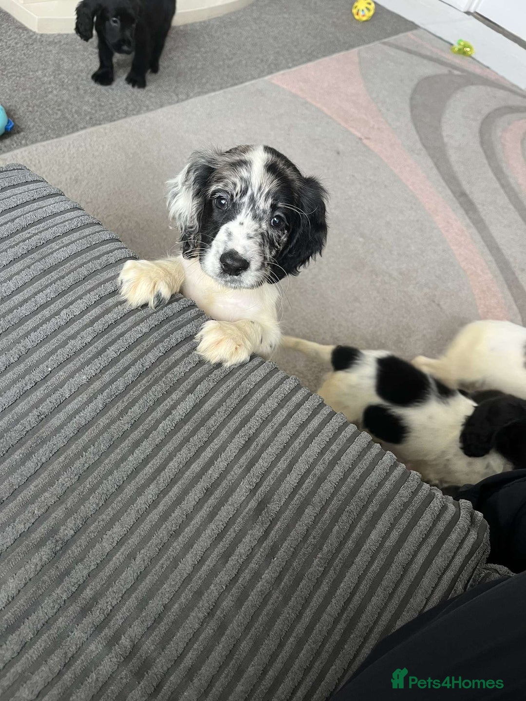 Cocker Spaniel dogs for sale: Last boy remaining  - Image 4