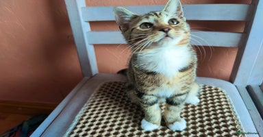 Mixed Breed cats - Advert 15