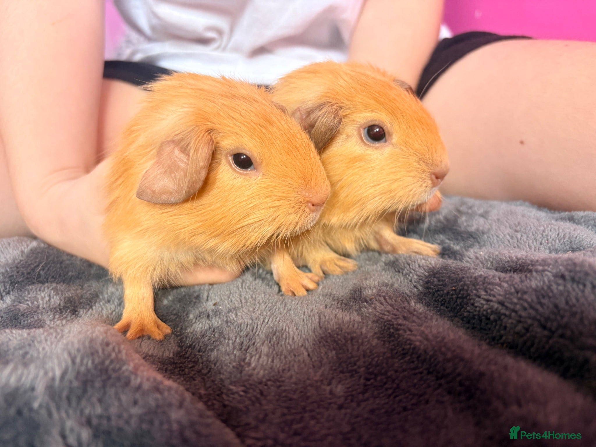 Guinea Pig rodents Pure pointed californian baby boy - Advert 14