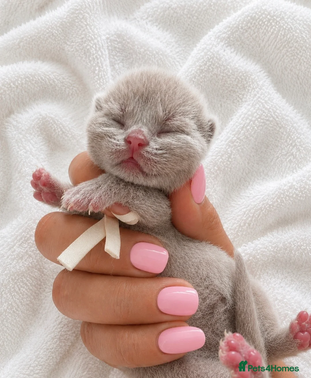 British Shorthair cats for sale: Supreme quality GCCF British shorthair kittens  - Advert 1