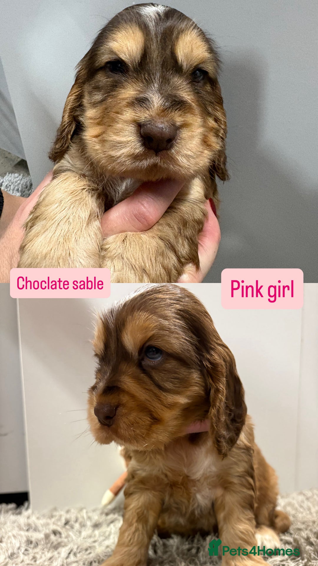 Cocker Spaniel dogs for sale: ✨STUNNING SABLE SHOW TYPE COCKER SPANIEL PUPPIES✨ - Advert 10