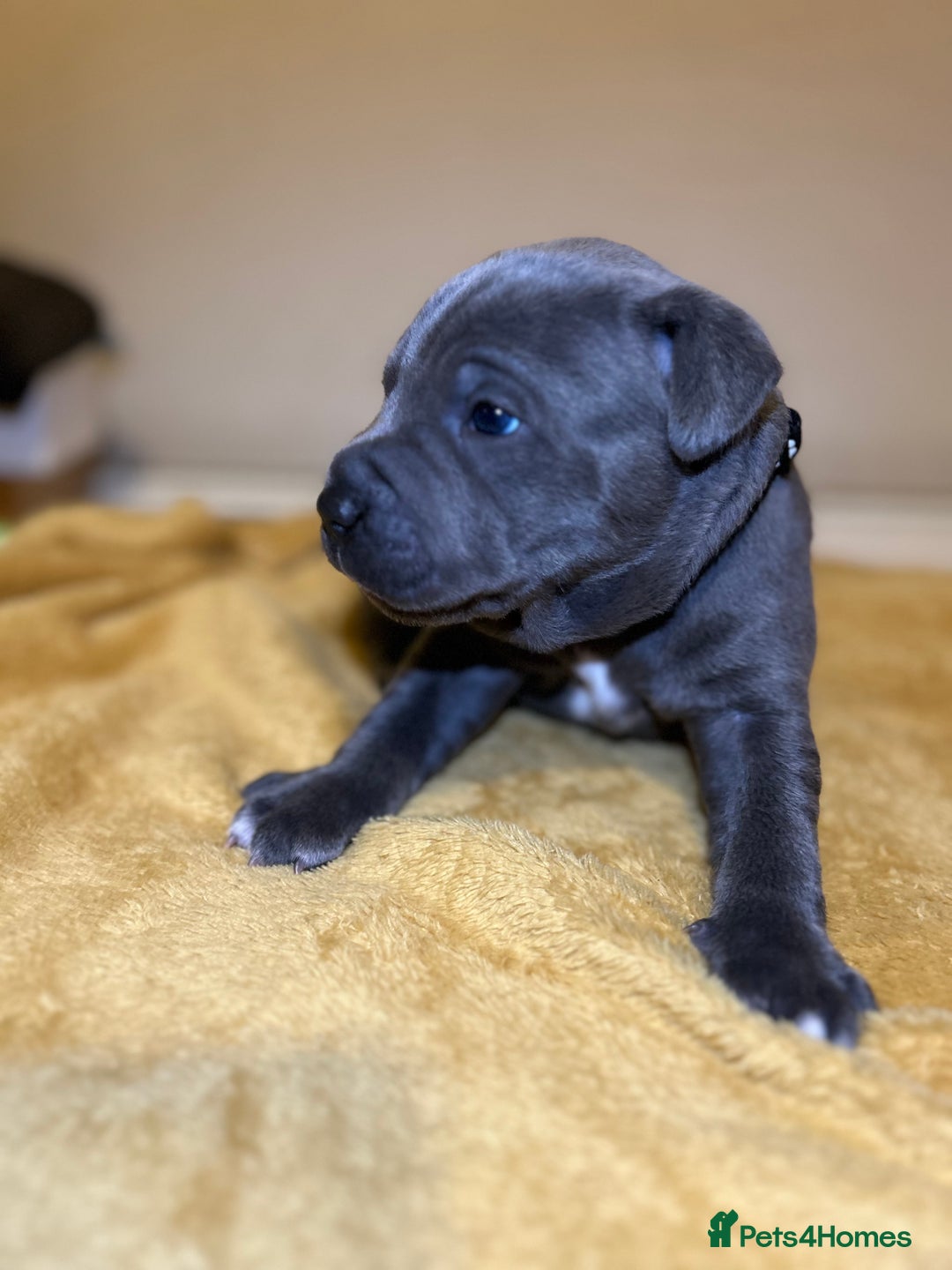 Staffordshire Bull Terrier dogs for sale: Blue Staffordshire bull terrier’s  - Advert 8