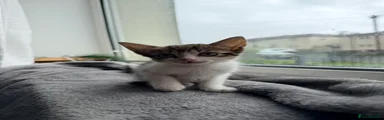 Female tabby