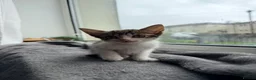 Mixed Breed cats for sale: Kittens ready to go - Advert 5