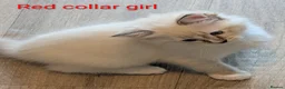 Ragdoll cats for sale: TICA registered Ragdoll kittens  in Bracknell - Advert 12