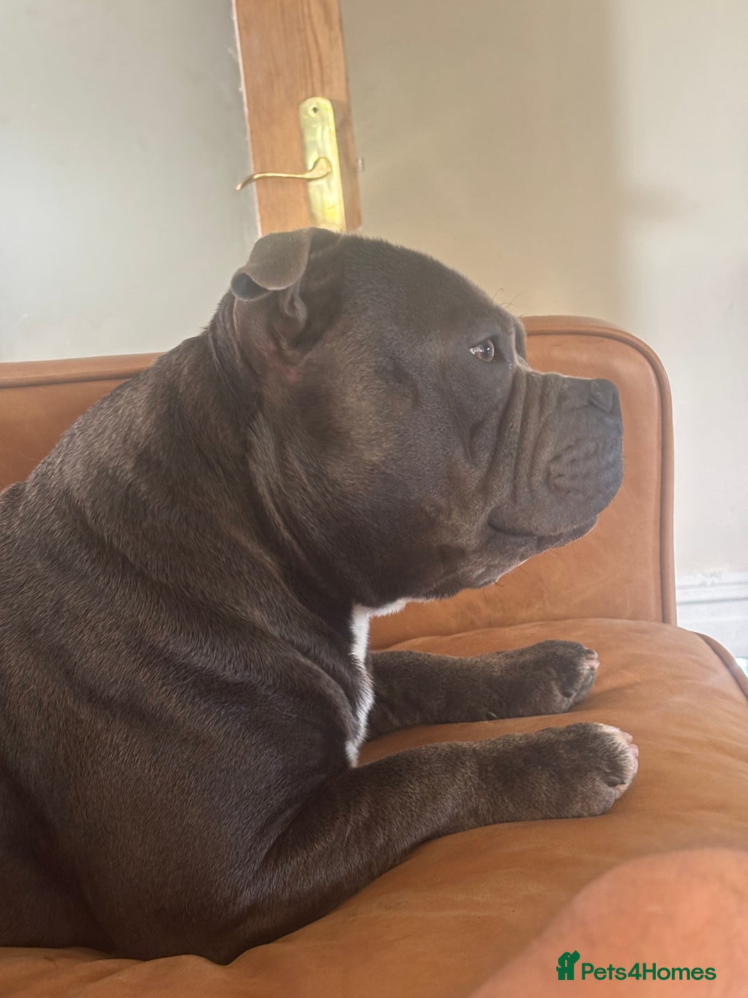 Staffordshire Bull Terrier dogs for stud: Staffordshire Bull Terrier (stud dog) - Advert 11