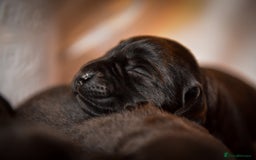 Labrador Retriever dogs for sale: Carefully Bred Black Labrador Puppy’s KC Reg - Image 4