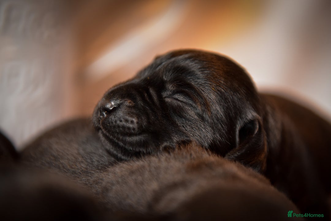 Labrador Retriever dogs for sale: Carefully Bred Black Labrador Puppy’s KC Reg - Image 4