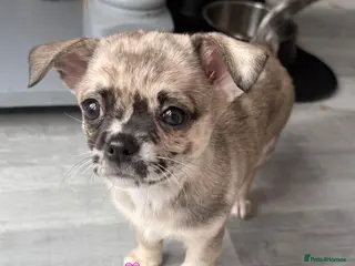 Chihuahua dogs Merle Chihuahua Puppies £1200 - Advert 10