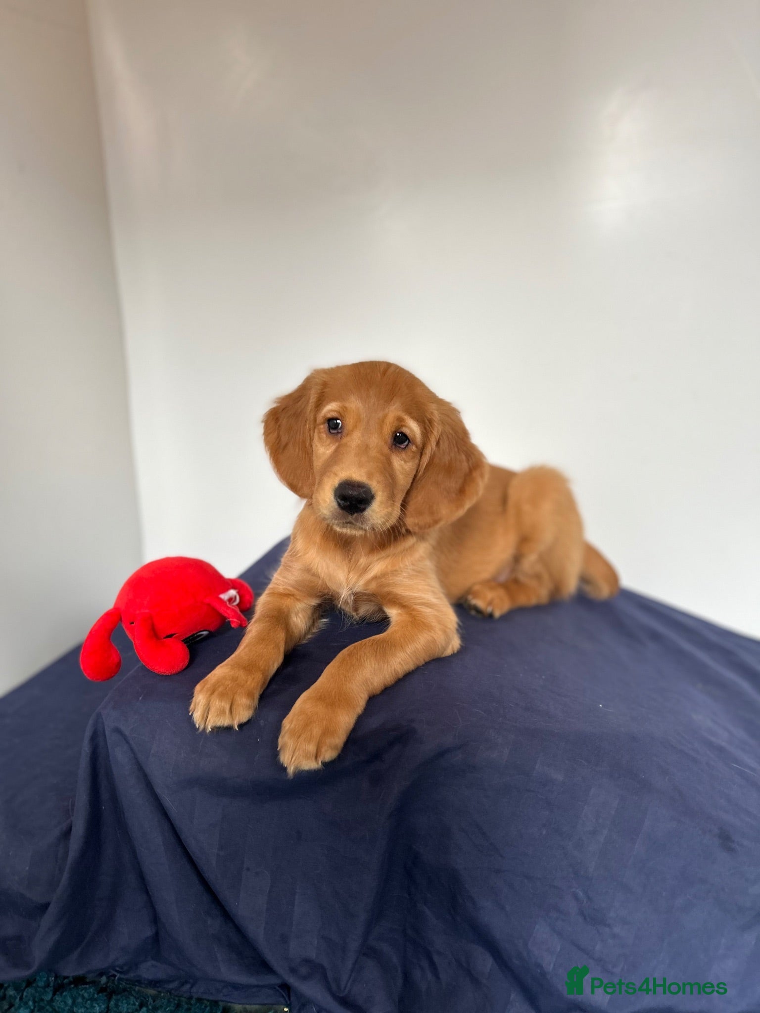 Golden Retriever dogs  Beautiful red golden retrievers 2 girls  2 boys - Advert 2