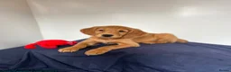 Golden Retriever dogs for sale:  Beautiful red golden retrievers 2 girls  2 boys - Advert 2