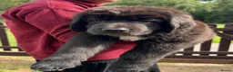 Tibetan Mastiff dogs for sale: Stunning Tibetan Saint Puppies - Ready to go! - Advert 29