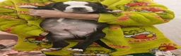 American Bully dogs for sale: American bully puppies  - Advert 8
