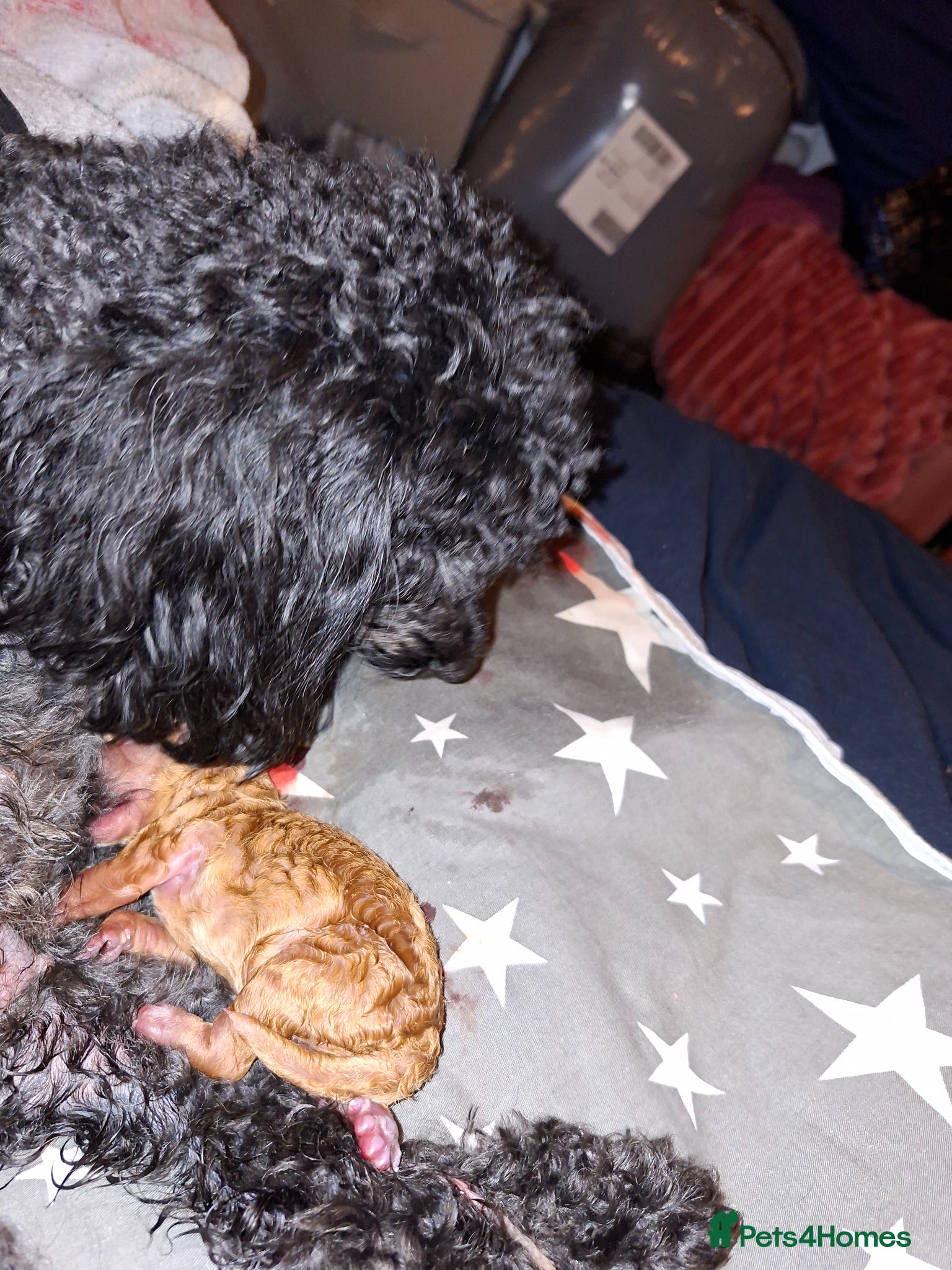 Toy Poodle dogs for sale: 2 toy poodle puppies - Advert 4