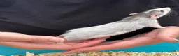 Rat rodents for sale: Beautiful friendly Dumbo rats  - Advert 6