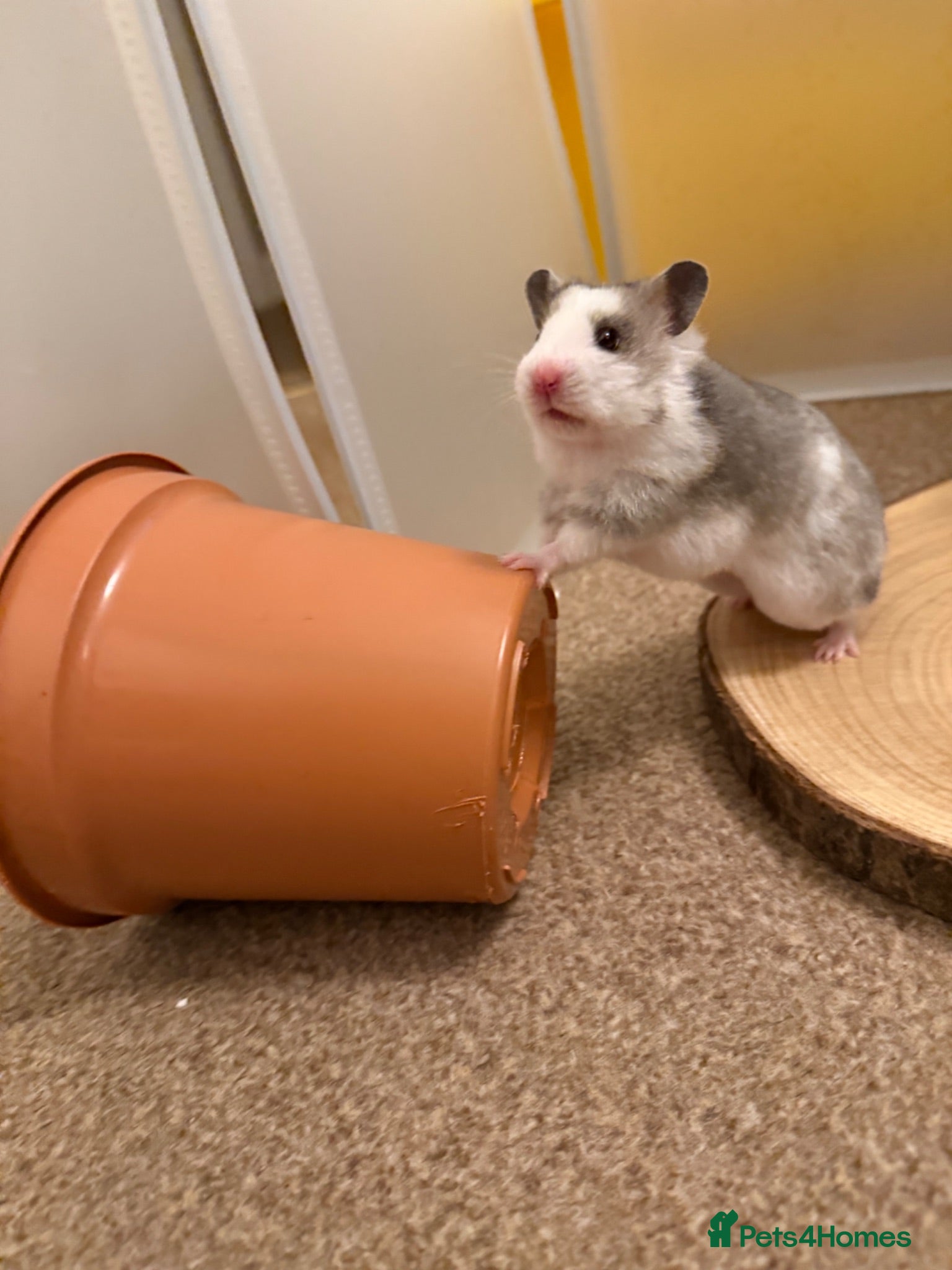 Hamster rodents Beautiful Tame Female Syrians  - Advert 1